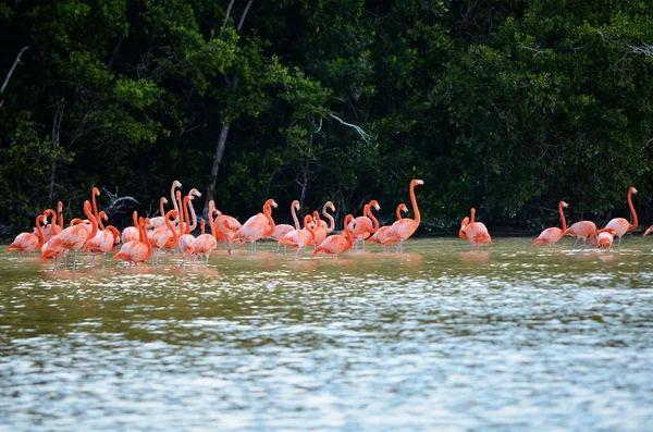 Rózsaszín flamingók Mexikóban — Stock Fotó