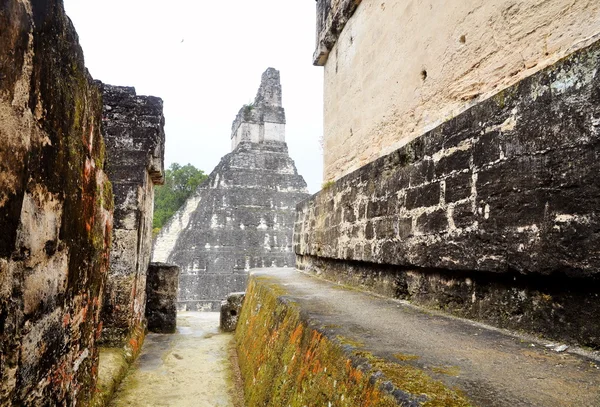 Ερείπια των Μάγια του Τικάλ Γουατεμάλα — Φωτογραφία Αρχείου