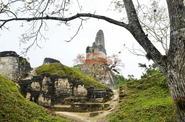 Ruinele mayașe din Tikal Guatemala — Fotografie, imagine de stoc