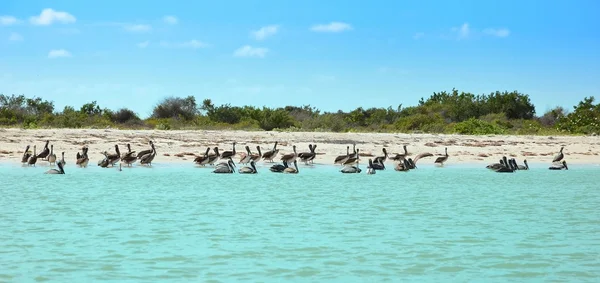 Pellicani a Celestun Mexic — Foto Stock