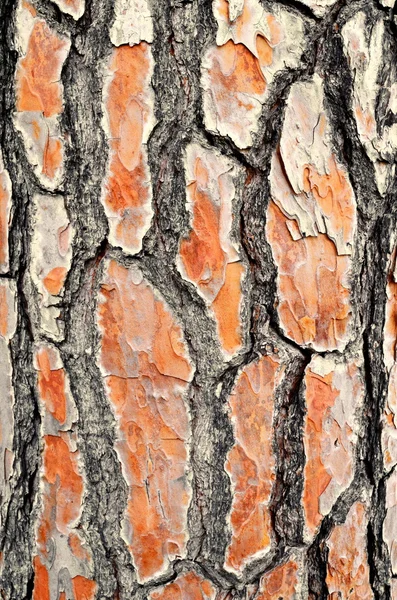 Corteccia vecchia pelle dell'albero — Foto Stock