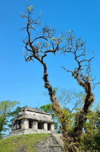 Palenque Ancient Mayan temples — Stock Photo, Image