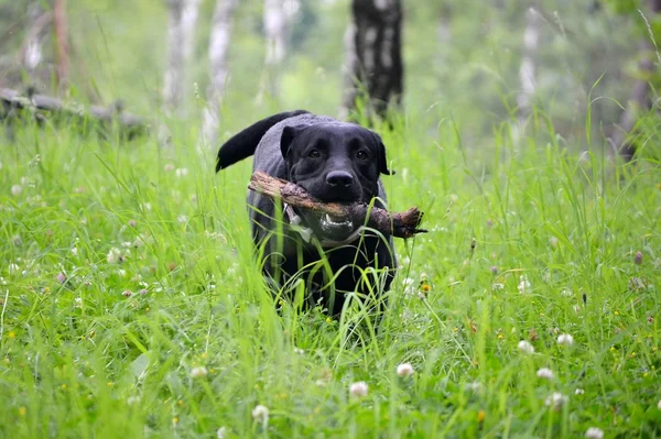 Czarny pies labrador — Zdjęcie stockowe