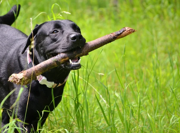 Labrador — Foto de Stock