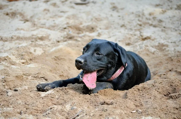 Crazy labrador i sand — Stockfoto