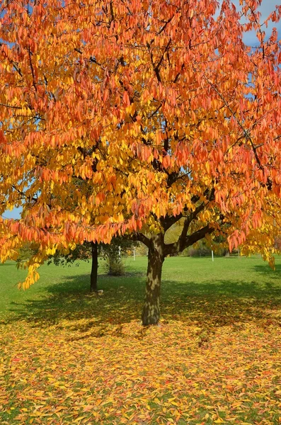 Árbol en otoño — Foto de Stock