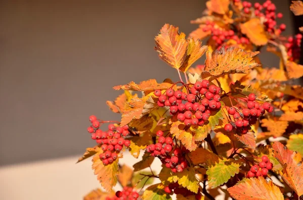 Rowan in autunno — Foto Stock