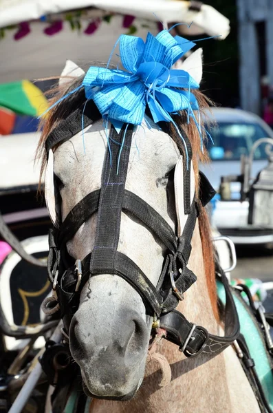 Casamento cavalo méxico — Fotografia de Stock