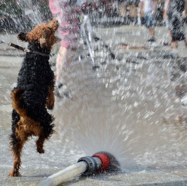 dog jumping in water from firehose clipart