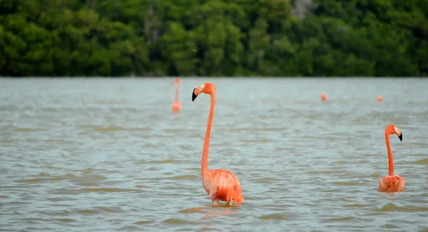 Rózsaszín flamingók — Stock Fotó