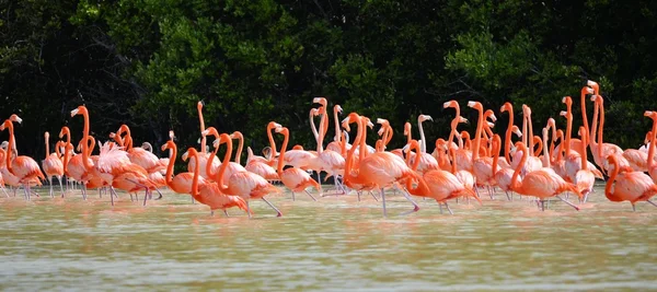 Flamencos rosados — Foto de Stock