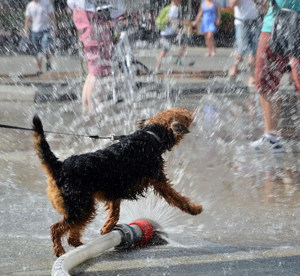 Hunden hoppar i vattnet från firehose — Stockfoto