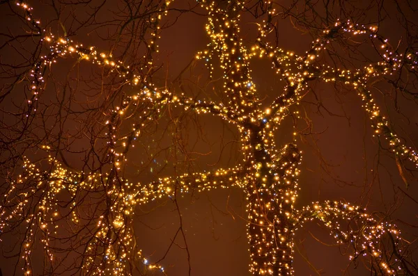 Kerstboom op licht — Stockfoto