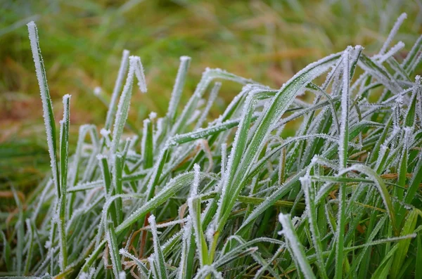 Hierba congelada —  Fotos de Stock