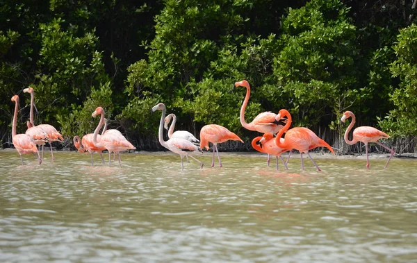 Vista de flamencos rosados —  Fotos de Stock