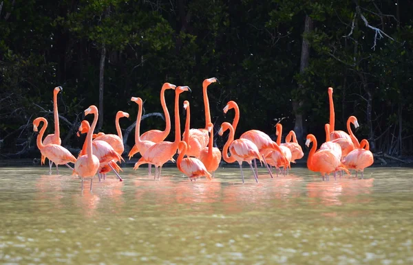 Rózsaszín flamingók látképe — Stock Fotó