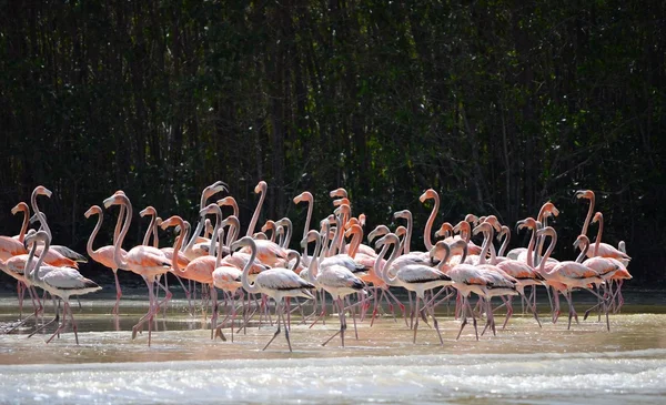 Rózsaszín flamingók látképe — Stock Fotó