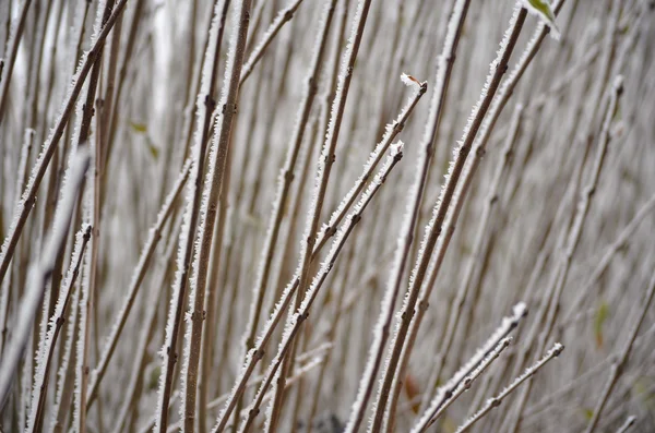 Arbre congelé — Photo