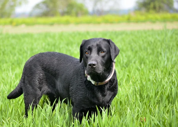 Labrador — Fotografie, imagine de stoc