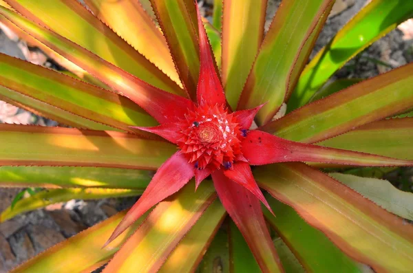 View of pineapple flowers — Stock Photo, Image