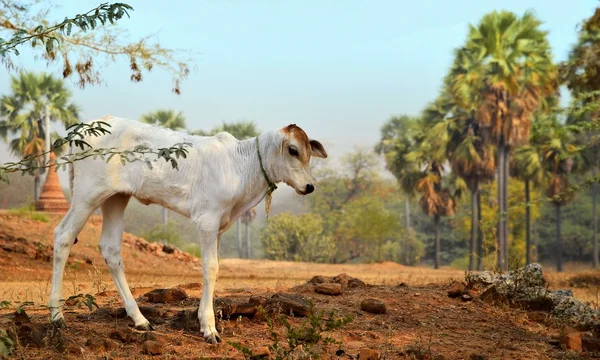 Vaca de bezerro bonito em Bagan Myanmar — Fotografia de Stock