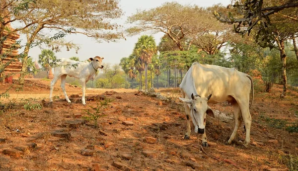 Vaca de bezerro bonito em Bagan Myanmar — Fotografia de Stock