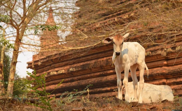 Vaca de bezerro bonito em Bagan Myanmar — Fotografia de Stock