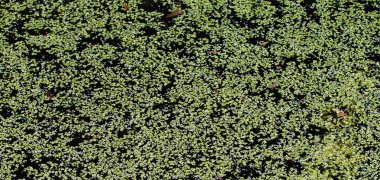 duckweed ile büyümüş gölet