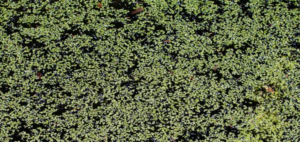 duckweed ile büyümüş gölet
