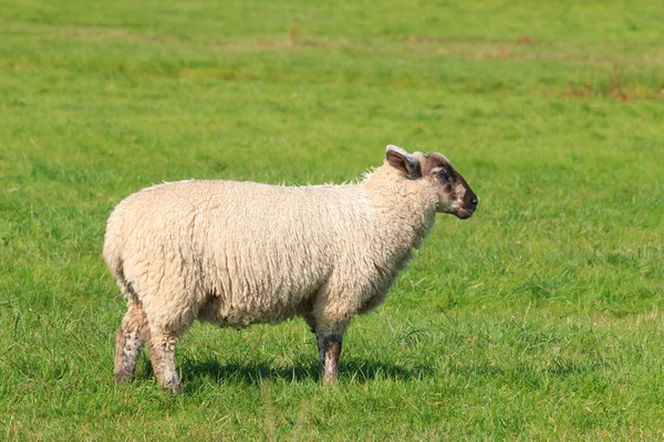 Woolly sheep standing in the pasture — Stock Photo, Image