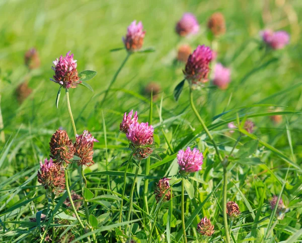 Close view of Red clover (Trifolium pratense) Royalty Free Stock Images