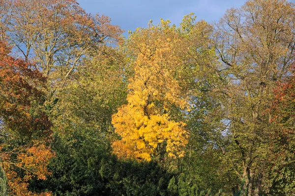Schön gefärbte Herbstblätter im Park Stockbild