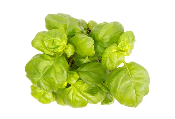 Top view of basil herb plant Stock Photo