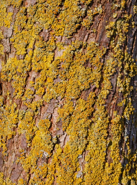Écorce d'arbre avec lichen au soleil du soir Photos De Stock Libres De Droits