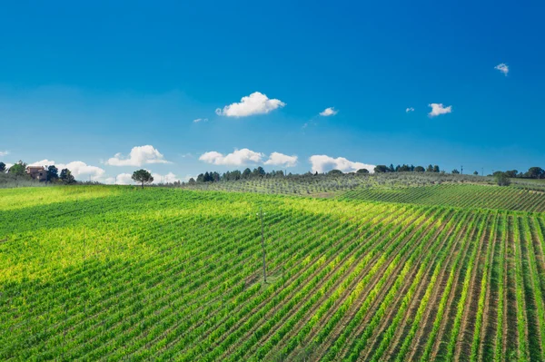 Toskana bölgesindeki bağ manzara