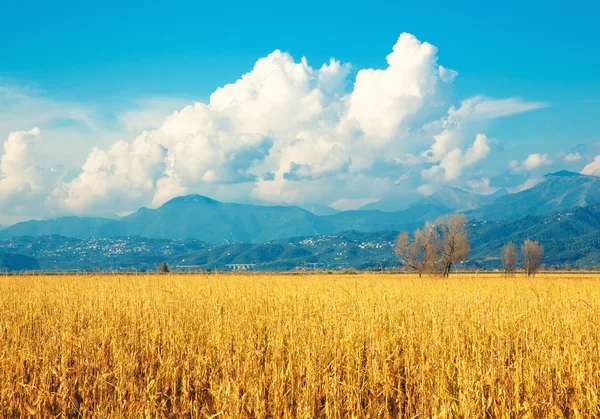 Tuscany, italian rural landscape — Stock Photo, Image