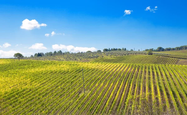 Groene weiden — Stockfoto