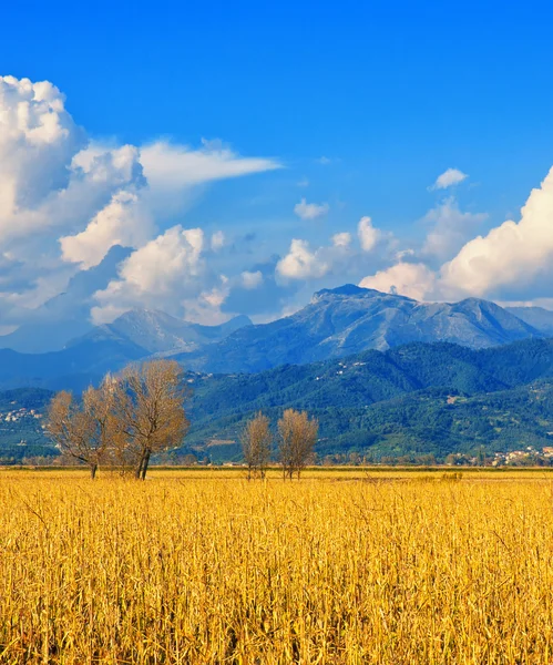 Tuscany, Italian rural landscape near Pisa — Stock Photo, Image
