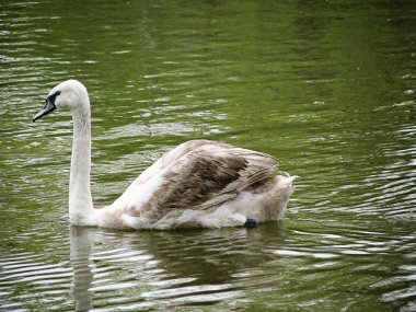 Saratov şehrinin merkezi parkında bir gölet içinde yüzme Swan