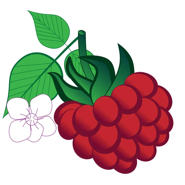 Framboise Jardin Mûre Fleur Isolée Sur Fond Blanc — Image vectorielle