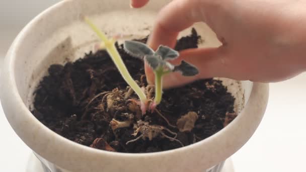 Een Vrouw Zorgt Voor Spruit Van Een Huisplant Gloxinia Het — Stockvideo