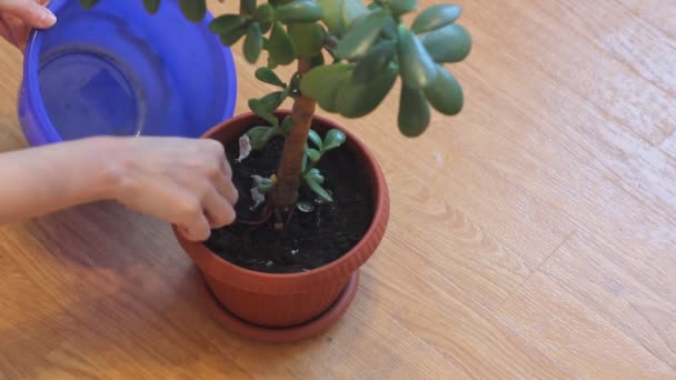 Kobieta Dąży Jadeitowej Rośliny Usuwając Resztki Roślin Doniczki — Wideo stockowe