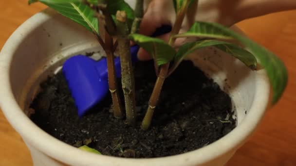 A woman loosens the soil for a houseplant. — Stockvideo