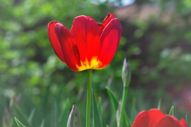 Çiçek açan kırmızı lale çiçeği insan gözü seviyesinde yakın plan..