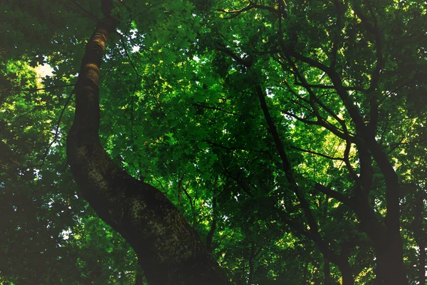 Bir Meşe Ağacının Eğri Gövdesi Alacakaranlıkta Daha Alçak Bir Açıdan — Stok fotoğraf