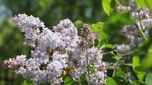 Vackra Blommande Lila Lila Blommor Periodvis Svajar Från Liten Vindpust — Stockvideo