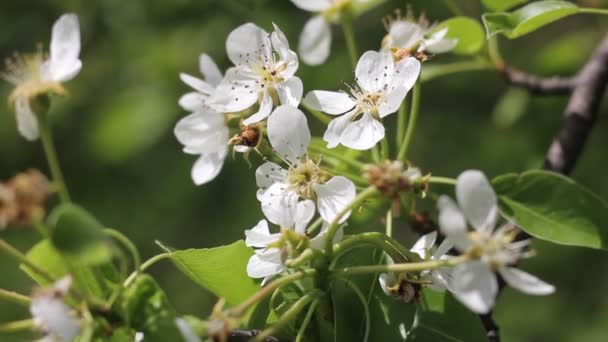 Fiori Albero Pera Giardino Leggero Ondeggiamento Ramo Dal Vento Primo — Video Stock