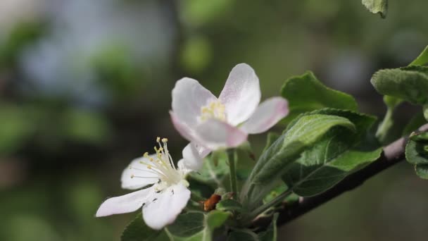 Gałąź Kwitnącego Ogrodowego Jabłoni Pszczoła Zapylająca Kwiat Zbliżenie — Wideo stockowe