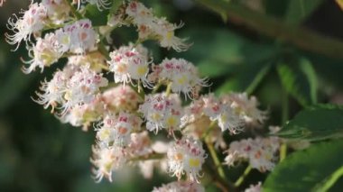 Bir kestane ağacının filizlenen dalı rüzgarda sallanır..