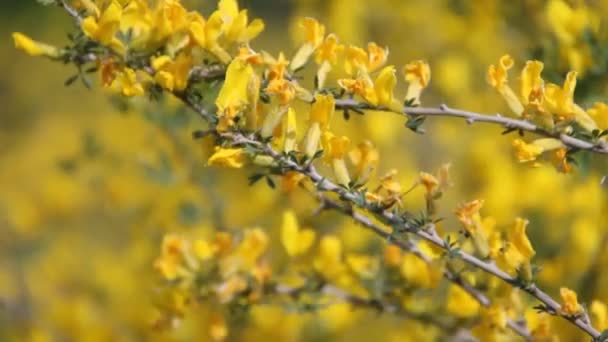 Sarı Çiçekli Bir Yonca Dalı Rüzgarın Esintisinde Sallanıyor — Stok video